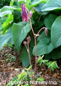 Aquilegia rockii